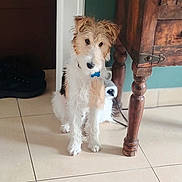 Ajax participe au concours pour gagner de l'argent avec cette photo : animal, black, brown, collar, curious, dog, domestic, floor, fur, furry, home, household, indoor, pet, power_strip, shoes, sitting, tile_floor, white, wooden_table