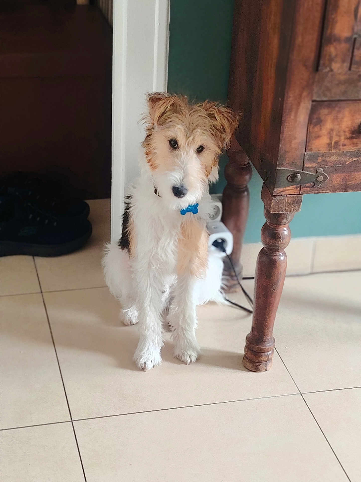 Ajax participe au concours pour gagner de l'argent avec cette photo : animal, black, brown, collar, curious, dog, domestic, floor, fur, furry, home, household, indoor, pet, power_strip, shoes, sitting, tile_floor, white, wooden_table