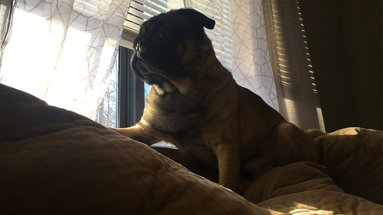 Monte joined the competition — help win amazing prizes! american_bulldog, boerboel, boxer, bullmastiff, canidae, carnivore, companion_dog, dog, dog_breed, fawn, guard_dog, mammal, non_sporting_group, pug, puppy, snout, sporting_group, toy_dog