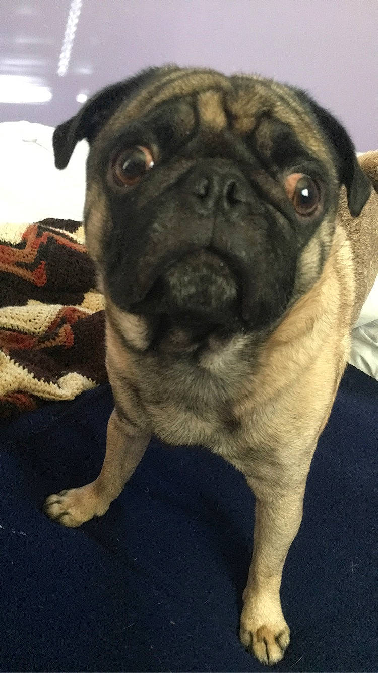 Monte joined the competition — help win amazing prizes! ancient_dog_breeds, canidae, carnivore, companion_dog, dog, dog_breed, fawn, mammal, pug, puppy, skin, snout, sporting_group, toy_dog, vertebrate, wrinkle