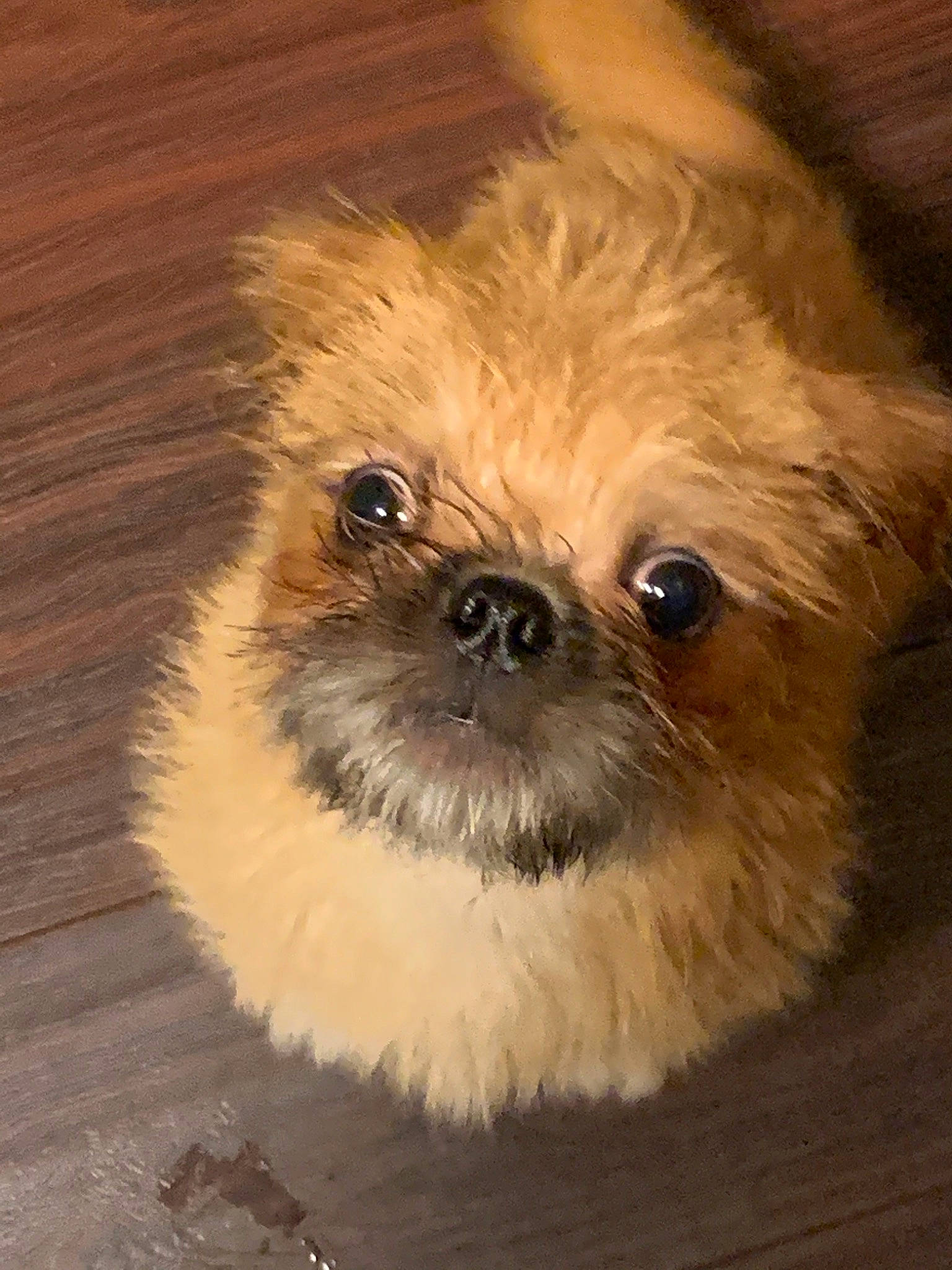 Jax is registered to the contest to win money with this photo: canidae, carnivore, chinese_imperial_dog, companion_dog, dog, dog_breed, eye, fur, mammal, morkie, pekapoo, poodle_crossbreed, puppy, rare_breed_dog, schnoodle, snout, sporting_group, toy_dog, vertebrate, whiskers