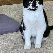 Boomer joined the competition — help win amazing prizes! animal, black_and_white, carpet, cat, curious, domestic, ears, face, feather, feline, fur, indoor, paws, pet, playful, sitting, toy, whiskers, wooden_floor, yellow_eyes