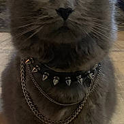 Smokerella is registered to the contest to win money with this photo: animal, cat, chain, close_up, cute, domestic_cat, ears, eyes, feline, floor, fur, gray_cat, home, indoor, looking, pet, portrait, sitting, spiked_collar, whiskers