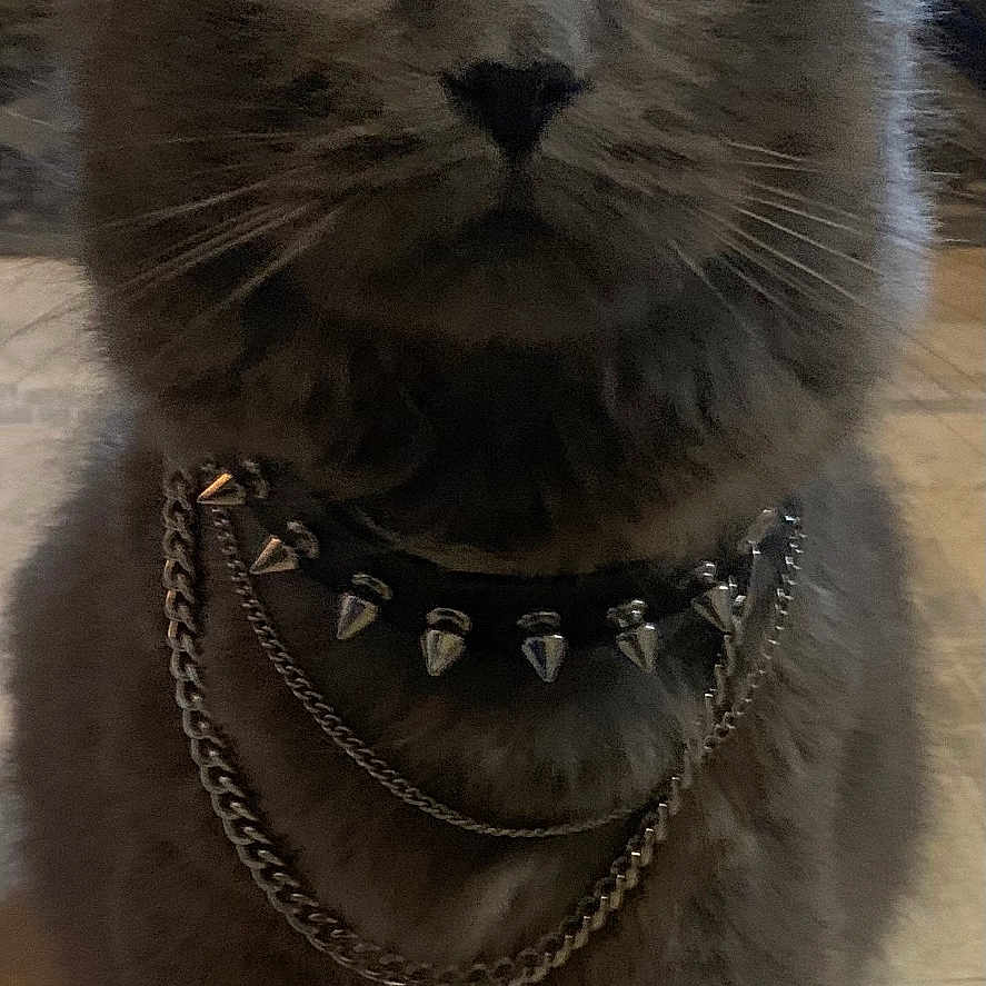 Smokerella is registered to the contest to win money with this photo: animal, cat, chain, close_up, cute, domestic_cat, ears, eyes, feline, floor, fur, gray_cat, home, indoor, looking, pet, portrait, sitting, spiked_collar, whiskers