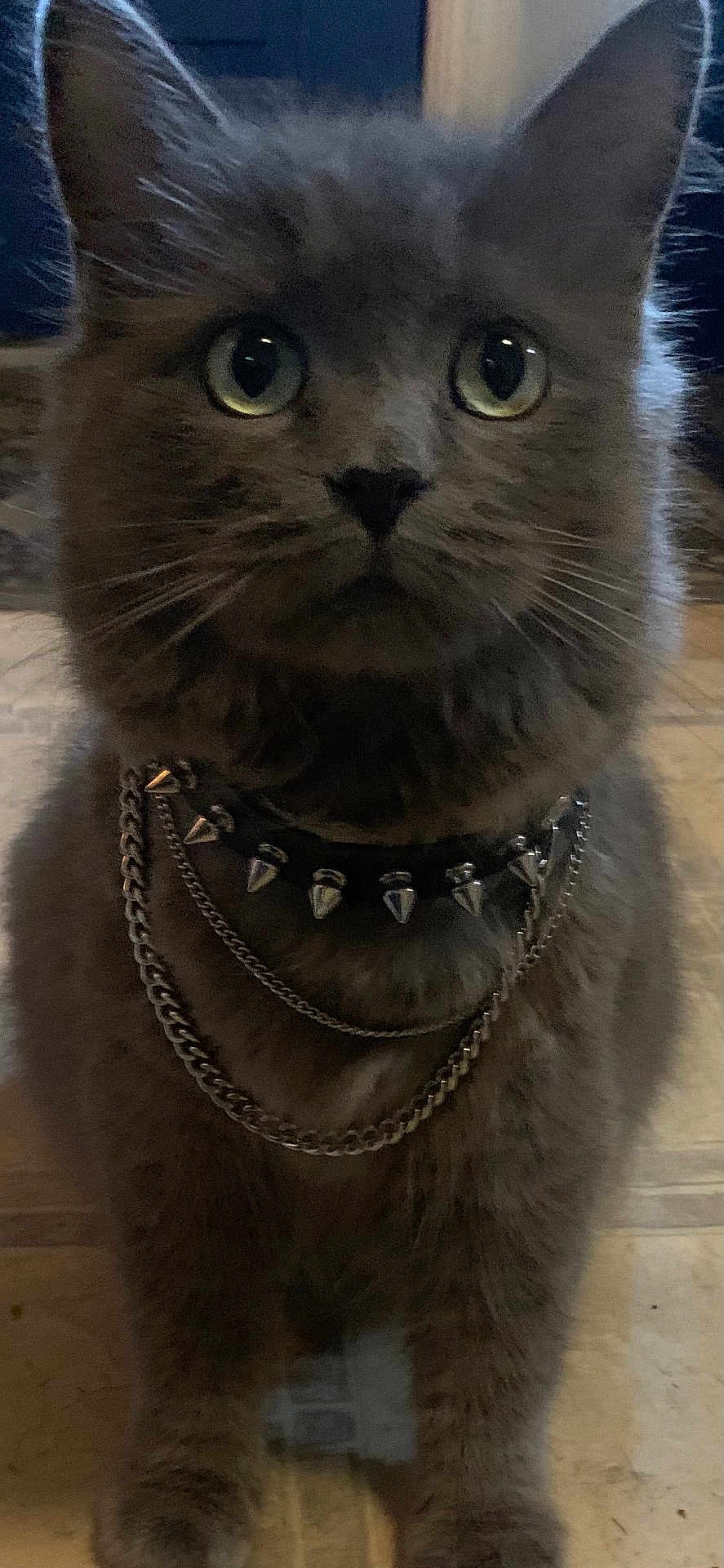 Smokerella is registered to the contest to win money with this photo: animal, cat, chain, close_up, cute, domestic_cat, ears, eyes, feline, floor, fur, gray_cat, home, indoor, looking, pet, portrait, sitting, spiked_collar, whiskers
