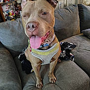 Loki is registered to the contest to win money with this photo: blanket, brown_dog, canine, couch, cozy, dog, domestic_animal, furniture, happy, harness, home_interior, indoor, living_room, one_eyed, pet, portrait, shelf, sitting, stuffed_animals, tongue_out