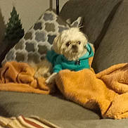 Benny is registered to the contest to win money with this photo: dog, couch, blanket, pillow, lamp, indoor, furniture, pet_clothing, small_dog, home_decor, cozy, relaxing, living_room, striped_rug, fur, canine, textile, comfort, resting, houseplant