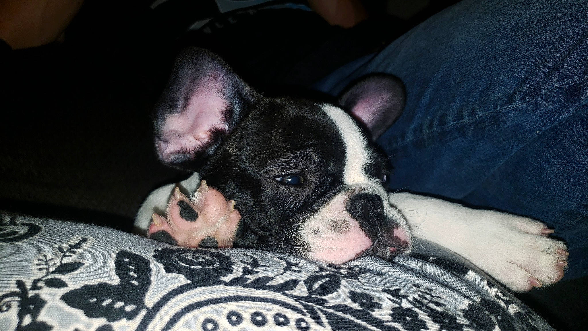 Tysen is registered to the contest to win money with this photo: boston_terrier, bulldog, canidae, carnivore, companion_dog, dog, dog_breed, ear, fawn, french_bulldog, mammal, molosser, non_sporting_group, puppy, puppy_love, snout, toy_bulldog, valley_bulldog, vertebrate