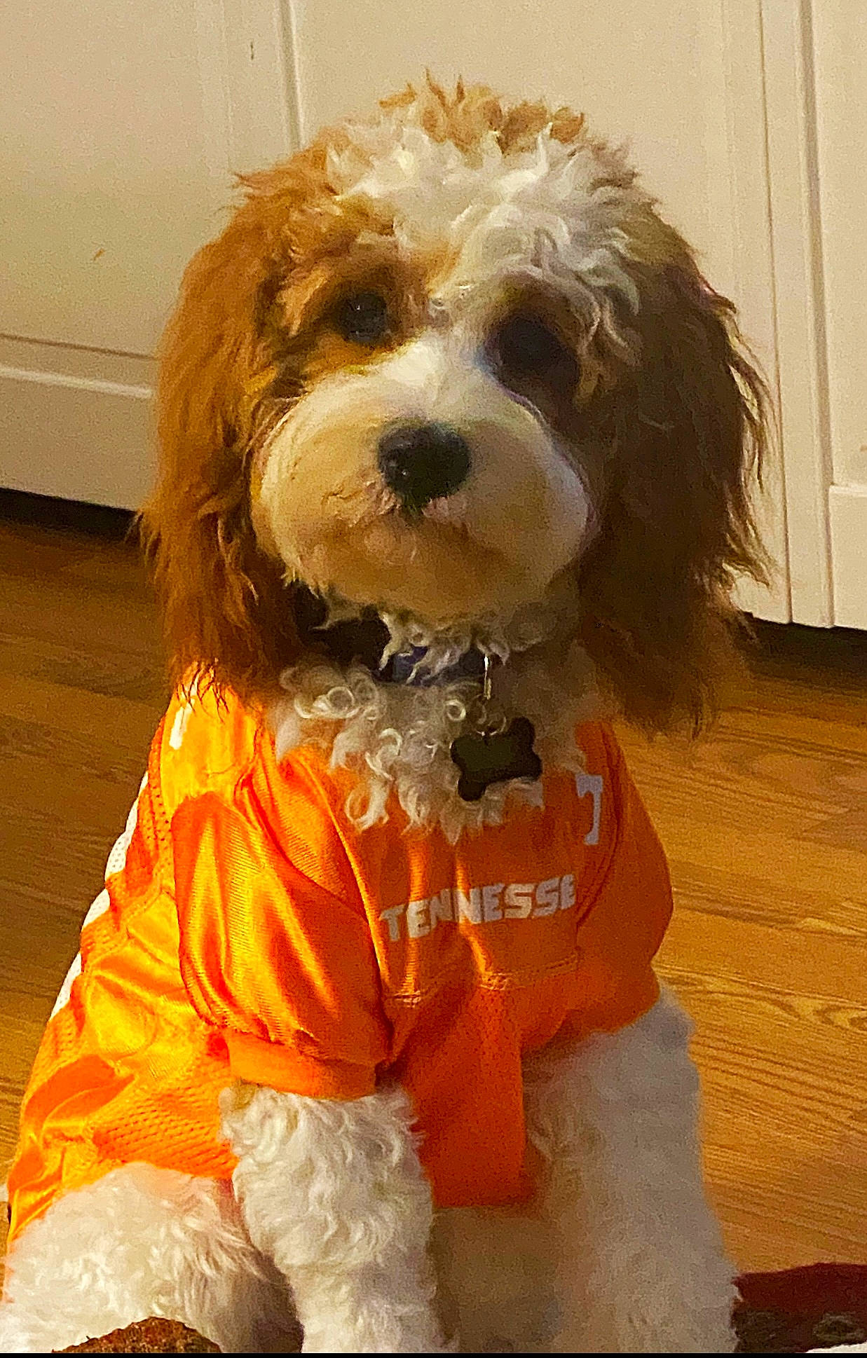 Dutton is registered to the contest to win money with this photo: canidae, carnivore, companion_dog, dog, dog_breed, dog_clothes, dog_supply, flooring, fur, labradoodle, maltepoo, non_sporting_group, personal_protective_equipment, poodle_crossbreed, small_terrier, snout, sporting_group, terrier, toy_dog, yorkipoo