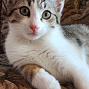 Youna participe au concours pour gagner de l'argent avec cette photo : kitten, cat, pet, animal, feline, cute, young, tabby, white_fur, pink_nose, ears, eyes, close_up, indoor, couch, patterned_fabric, relaxed, resting, portrait, fur