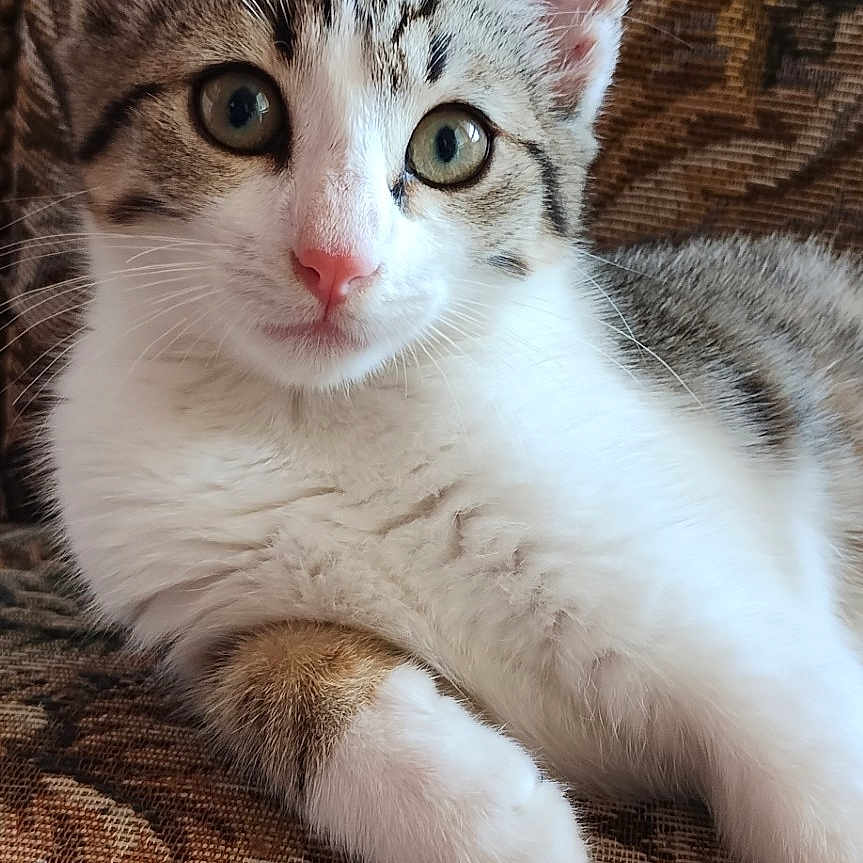 Youna participe au concours pour gagner de l'argent avec cette photo : kitten, cat, pet, animal, feline, cute, young, tabby, white_fur, pink_nose, ears, eyes, close_up, indoor, couch, patterned_fabric, relaxed, resting, portrait, fur
