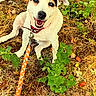 Roxy a rejoint le concours — aidez-le/la à gagner de superbes lots ! dog, white_dog, leash, collar, happy, smiling, outdoor, grass, plants, greenery, brown, black_spots, cute, pet, animal, nature, sunlight, sitting, closeup, playful