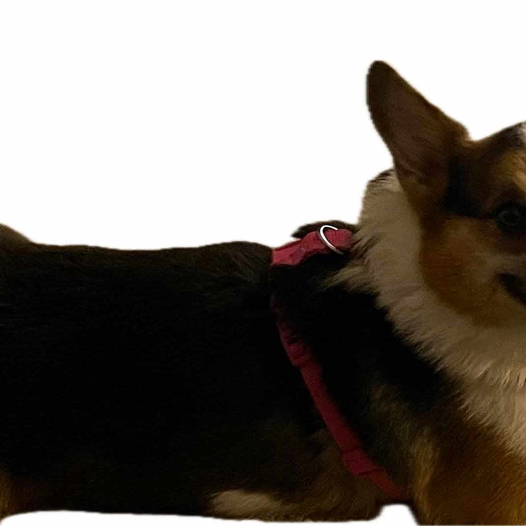 Verona joined the competition — help win amazing prizes! canine, closeup, corgi, cute, cutout, dog, ears, fur, harness, indoor, isolated_background, lying_down, paw, pet, pink_harness, portrait, side_view, smile, tongue_out, tricolor