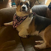 Verona is registered to the contest to win money with this photo: dog, corgi, pet, bandana, pink_bandana, leopard_print, couch, sofa, indoor, portrait, sitting, paws, ears, whiskers, brown_fur, white_fur, black_fur, living_room, relaxed, harness
