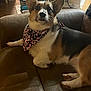 dog, corgi, pet, bandana, pink_bandana, leopard_print, couch, sofa, indoor, portrait, sitting, paws, ears, whiskers, brown_fur, white_fur, black_fur, living_room, relaxed, harness