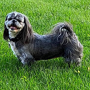 Piper is registered to the contest to win money with this photo: dog, grass, outdoor, pet, canine, smiling, fur, collar, greenery, nature, animal, happy, small_dog, standing, daylight, playful, tongue_out, shaggy, cute, friendly