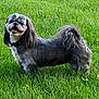 dog, grass, outdoor, pet, canine, smiling, fur, collar, greenery, nature, animal, happy, small_dog, standing, daylight, playful, tongue_out, shaggy, cute, friendly