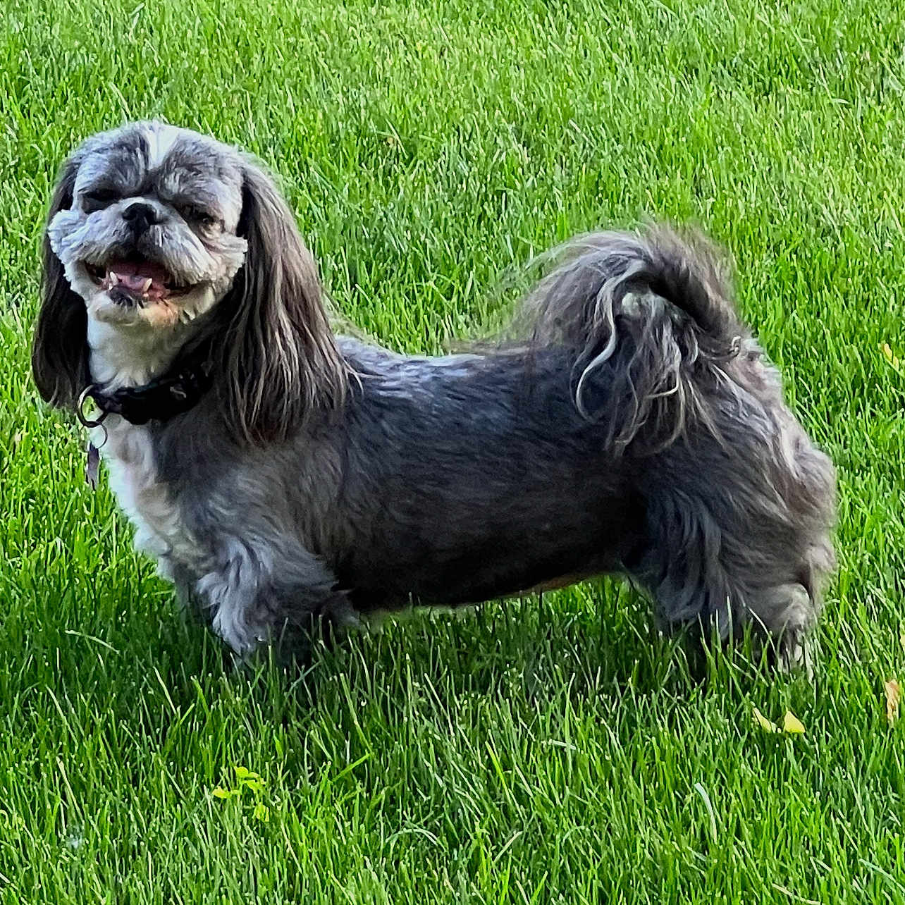 Piper is registered to the contest to win money with this photo: animal, canine, collar, cute, daylight, dog, friendly, fur, grass, greenery, happy, nature, outdoor, pet, playful, shaggy, small_dog, smiling, standing, tongue_out