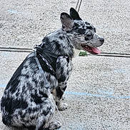 Oreo is registered to the contest to win money with this photo: animal, black, canine, companion, concrete, cute, dog, domestic_animal, ears_up, friendly, happy, harness, leash, outdoor, pet, sidewalk, sitting, spotted, tongue_out, white