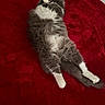 cat, fluffy, gray, white, pet, animal, relaxing, lying_down, bed, blanket, resting, fur, cute, indoor, cozy, sleeping, paw, tail, domestic_cat, mammal