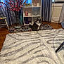 Lila is registered to the contest to win money with this photo: cat, cozy, curious, curtains, decorations, flowers, furniture, glass_vase, gray_cat, houseplant, indoor, living_room, ornaments, pet, pink_flowers, rug, shelf, vase, white_cat, wooden_floor