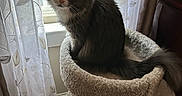 Lila joined the competition — help win amazing prizes! animal, cat, cat_tree, cozy, curious, curtains, domestic, feline, fur, furniture, gray_cat, home, indoor, looking, pet, sitting, soft_light, tail, white_cat, window