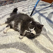 Lila joined the competition — help win amazing prizes! animal, cat, chair_leg, cozy, curious, domestic, feline, floor, fluffy, fur, gray, grooming, home, indoor, paw, pet, relaxed, rug, whiskers, white