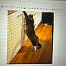 cat, feline, cabinet, wooden_floor, indoor, pet_bowl, curious, standing, reaching, fluffy, brown_cat, white_paws, screen_photo, computer_screen, document, text, furniture, home, animal, domestic_cat