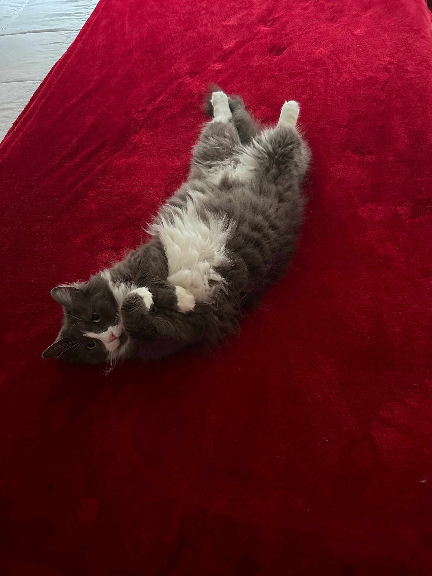Lila