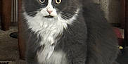 Lila is registered to the contest to win money with this photo: animal, carpet, cat, curious, cute, ears, eyes, fluffy, fur, furniture, gray_cat, home, indoor, nose, paws, pet, sitting, whiskers, white_fur, wooden_chair