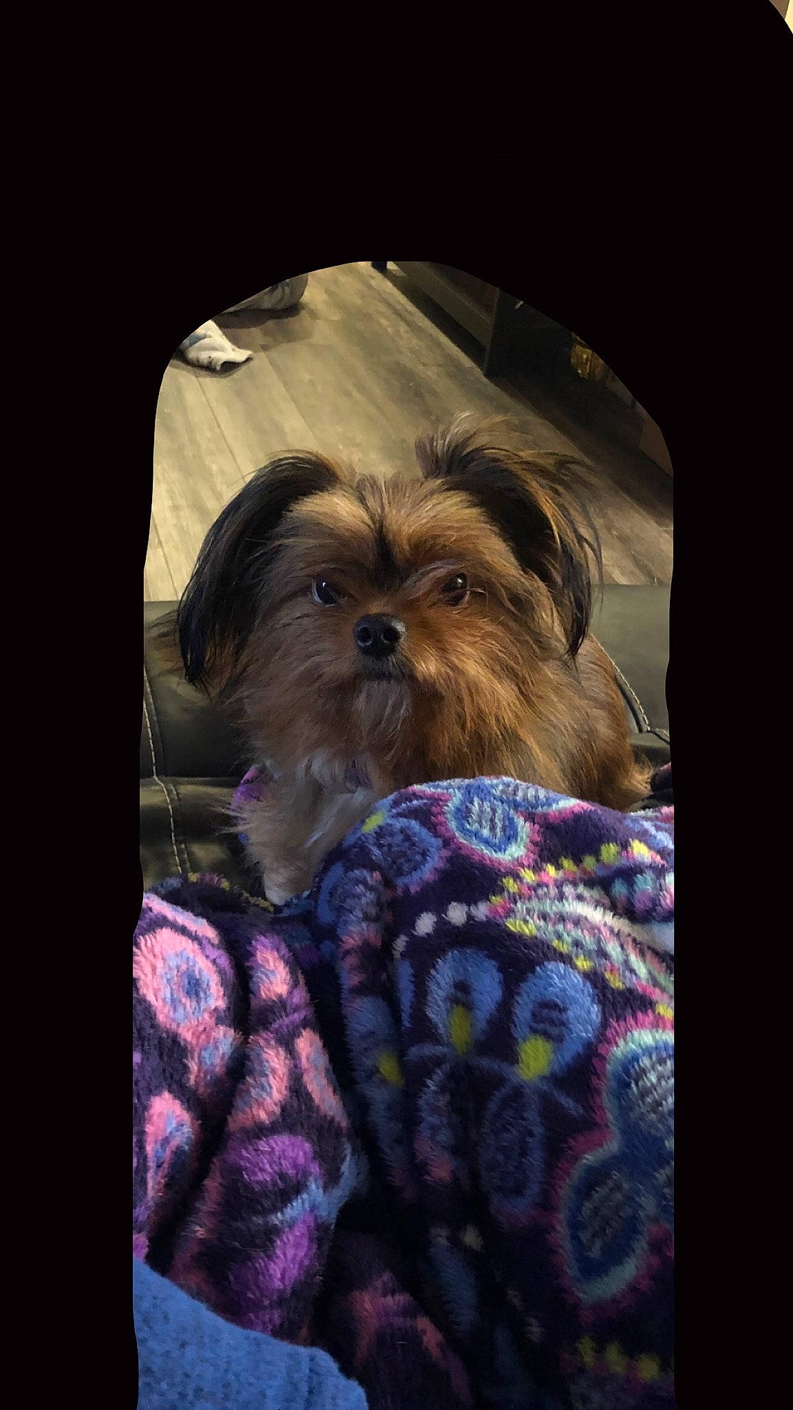 Rubi is registered to the contest to win money with this photo: affenpinscher, canidae, carnivore, chinese_imperial_dog, companion_dog, dog, dog_breed, griffon_bruxellois, lhasa_apso, liver, mammal, morkie, puppy, rare_breed_dog, shih_tzu, snout, sporting_group, toy_dog, yorkshire_terrier