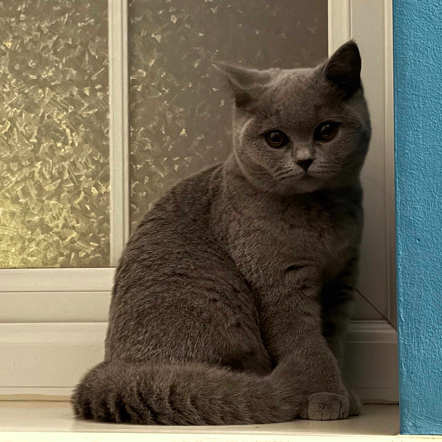 Bella joined the competition — help win amazing prizes! abyssinian, animal, cat, egyptiancat, hardwood, kitten, manx, pet, siamese, window, windowsill, wood