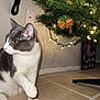 cat, gray_and_white, curious, indoor, christmas_tree, pine_cones, holiday_lights, tiled_floor, pet, whiskers, paw, feline, decorations, home, wall_outlet, cord, festive, animal, cute, domestic