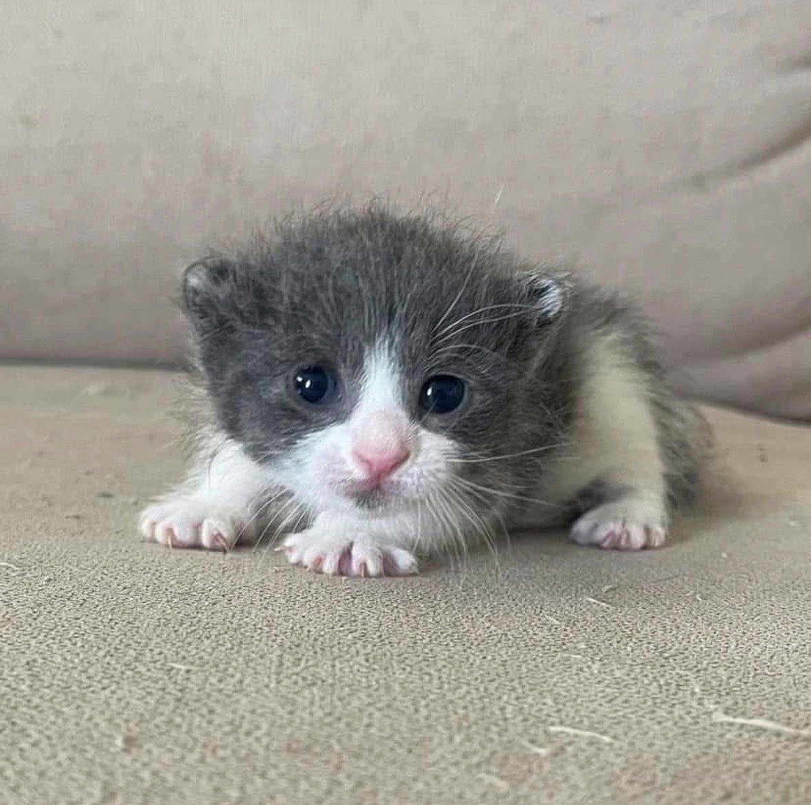 Zelda is registered to the contest to win money with this photo: kitten, cat, baby_animal, fur, cute, small, pet, animal, whiskers, paws, gray, white, closeup, indoor, lying_down, young, adorable, looking_at_camera, soft, couch