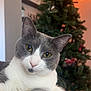 Zelda is registered to the contest to win money with this photo: cat, gray_and_white_cat, pet, indoor, christmas_tree, holiday_decorations, lights, cozy, relaxed, feline, whiskers, ears, yellow_eyes, soft_surface, home, festive, background, close_up, portrait, curious