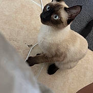 Nala joined the competition — help win amazing prizes! cat, siamese_cat, blue_eyes, indoor, tile_floor, gray_rug, pet, animal, curious, looking_up, whiskers, ears, tail, domestic_cat, fur, sitting, cute, feline, companion, house