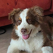 Aston a rejoint le concours — aidez-le/la à gagner de superbes lots ! dog, brown_and_white, fluffy, tongue_out, happy, pet, indoor, floor, couch, fur, animal, cute, canine, laying_down, playful, domestic, muzzle, ears, collar, wooden_floor