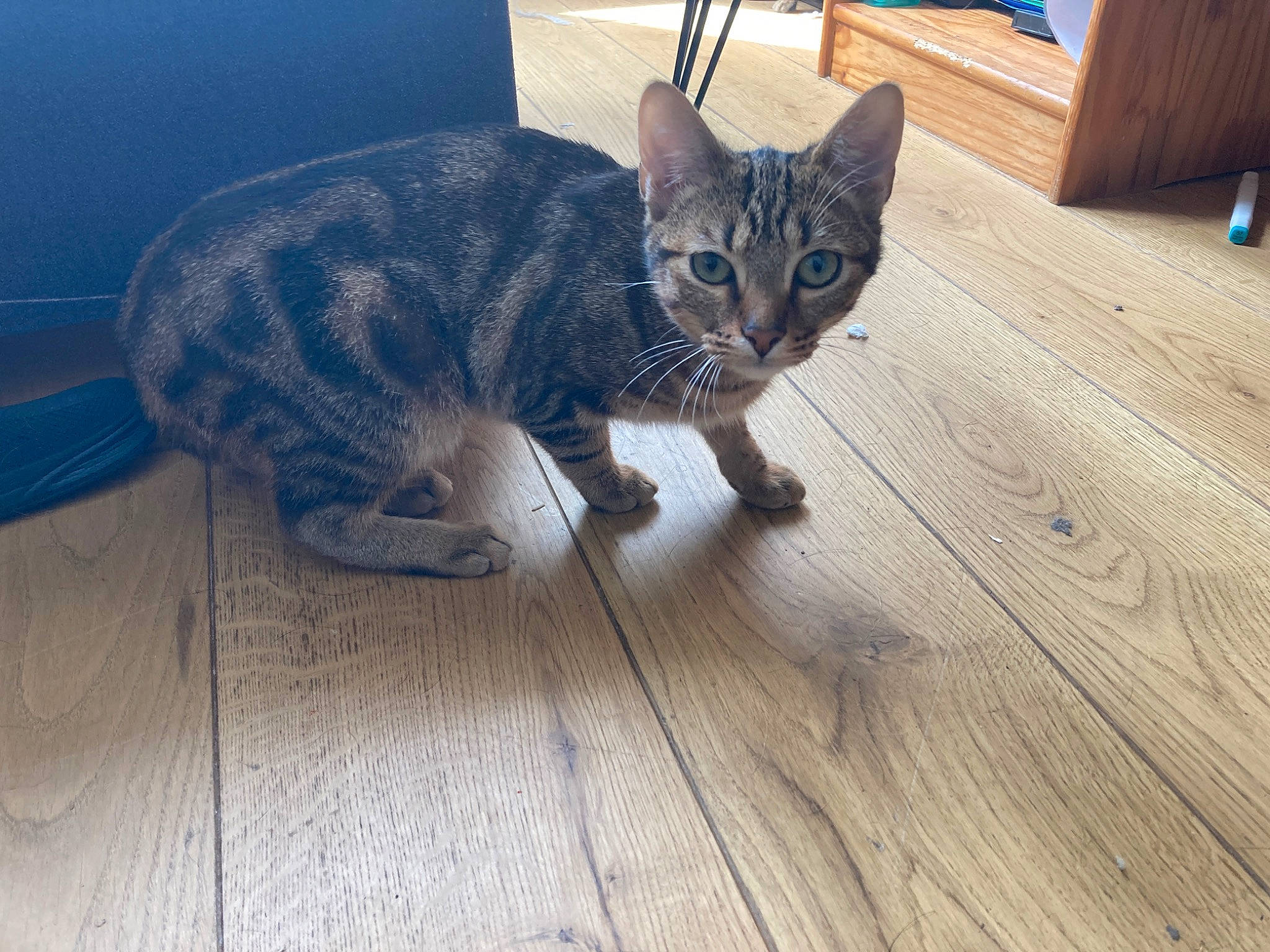 Simba a rejoint le concours — aidez-le/la à gagner de superbes lots ! carnivore, cat, domestic_short_haired_cat, felidae, floor, flooring, fur, grey, hardwood, laminate_flooring, plank, small_to_medium_sized_cats, snout, tail, terrestrial_animal, varnish, whiskers, wood, wood_flooring, wood_stain