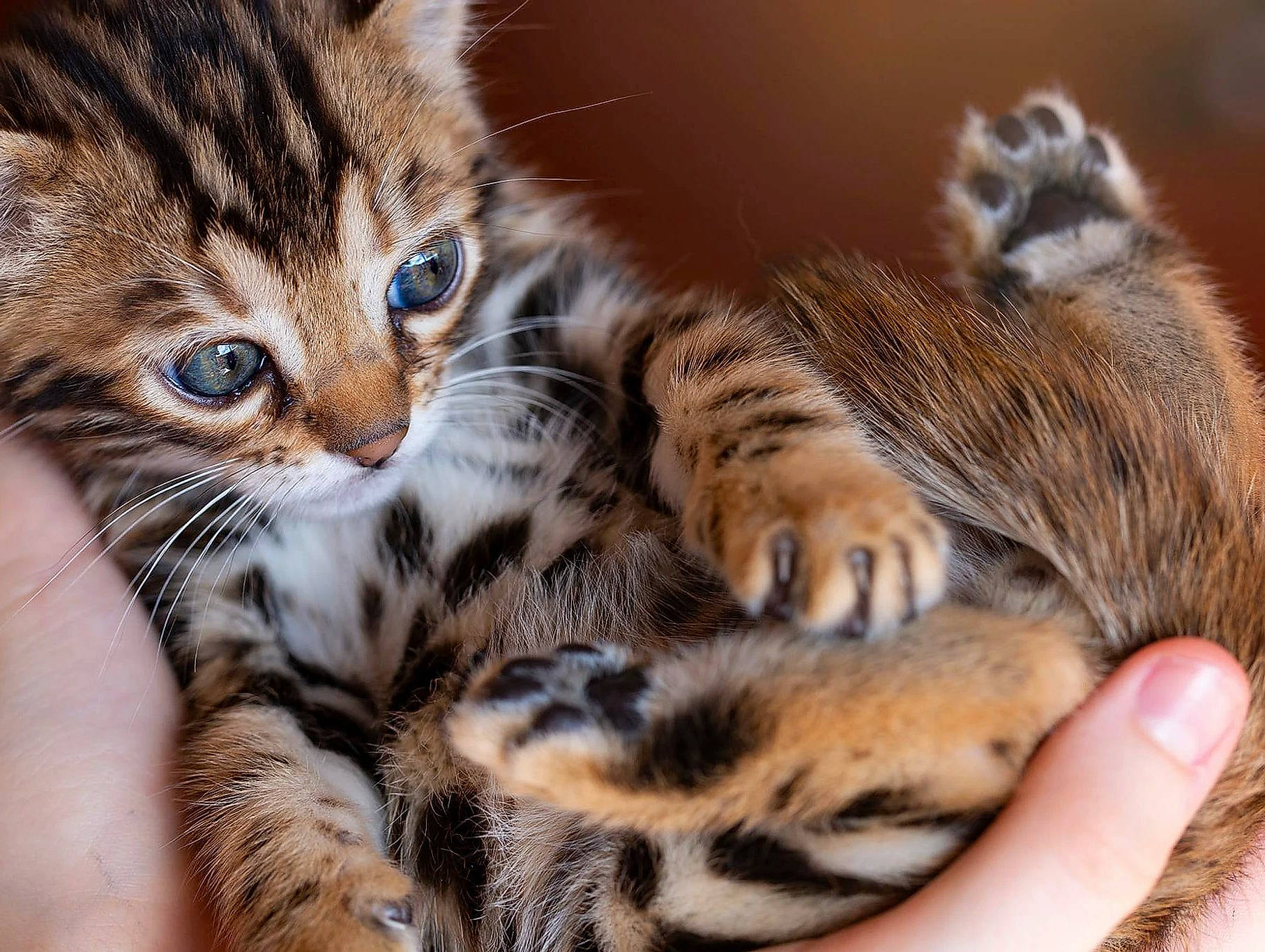 Simba participe au concours pour gagner de l'argent avec cette photo : carnivore, cat, claw, comfort, domestic_short_haired_cat, fawn, felidae, fur, nail, paw, small_to_medium_sized_cats, snout, tail, terrestrial_animal, whiskers, wildlife