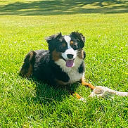 Lucky joined the competition — help win amazing prizes! animal, ball, canine, dog, field, football, grass, grassland, green, lawn, nature, outdoors, pet, plant, puppy, soccer, soccerball, sport, tennis, tennisball