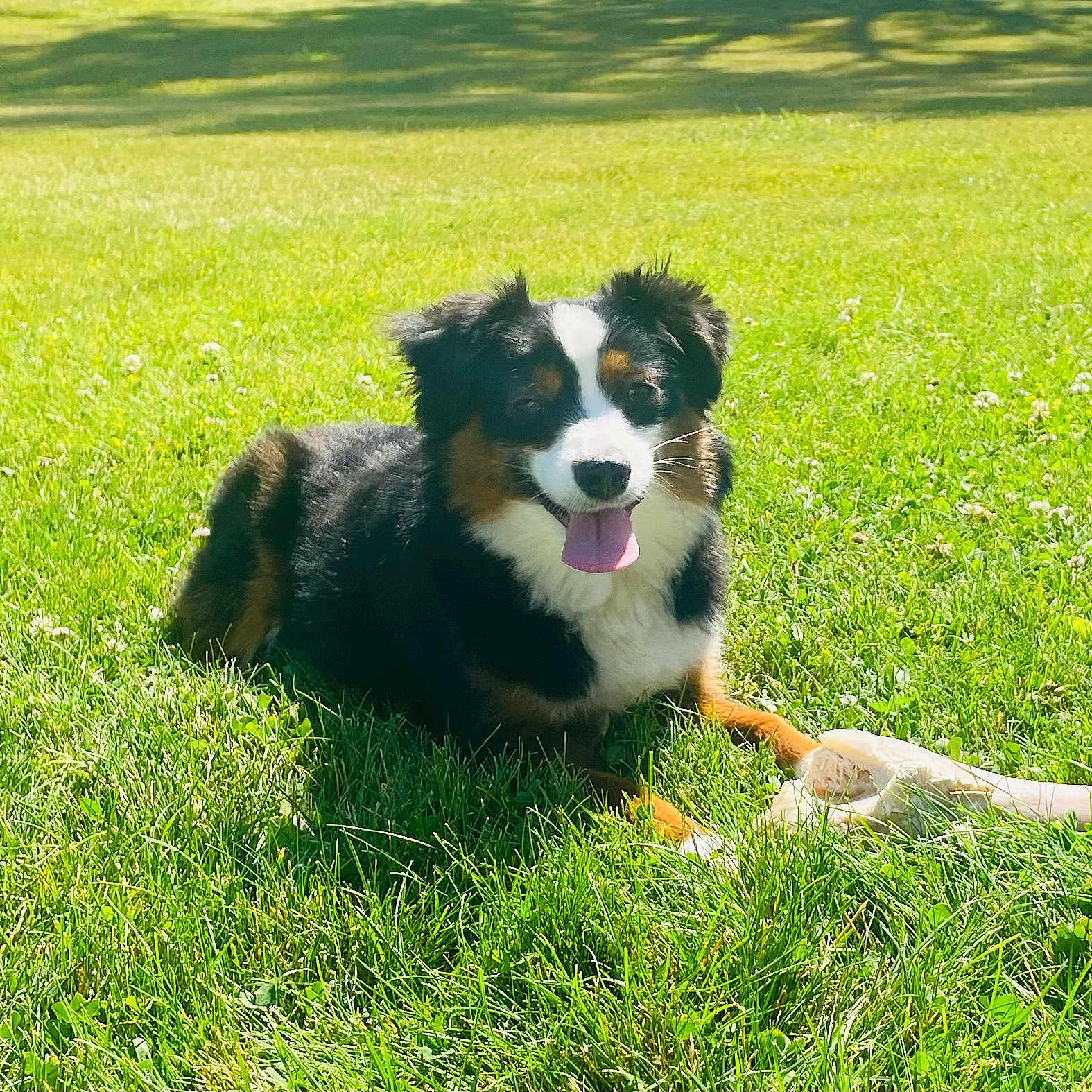 Lucky joined the competition — help win amazing prizes! animal, ball, canine, dog, field, football, grass, grassland, green, lawn, nature, outdoors, pet, plant, puppy, soccer, soccerball, sport, tennis, tennisball