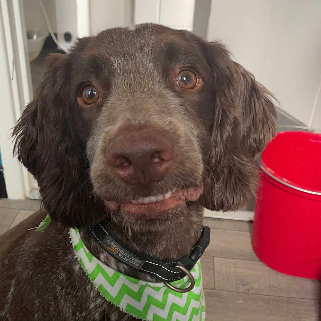 Buddy