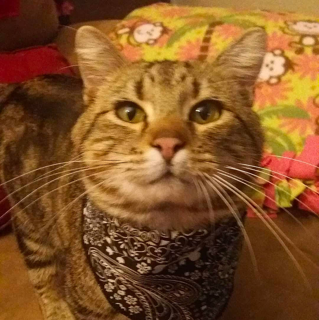 Avery joined the competition — help win amazing prizes! carnivore, cat, domestic_short_haired_cat, felidae, fur, head, pattern, small_to_medium_sized_cats, snout, terrestrial_animal, whiskers, window