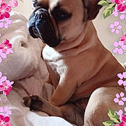 Paya a rejoint le concours — aidez-le/la à gagner de superbes lots ! animal, bed, blanket, brown_coat, closeup, cozy, cute, cute_pet, decorative_frame, dog, ears, floral, flower_border, french_bulldog, indoor, pet, portrait, resting, sitting, wrinkled_face