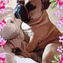 animal, bed, blanket, brown_coat, closeup, cozy, cute, cute_pet, decorative_frame, dog, ears, floral, flower_border, french_bulldog, indoor, pet, portrait, resting, sitting, wrinkled_face