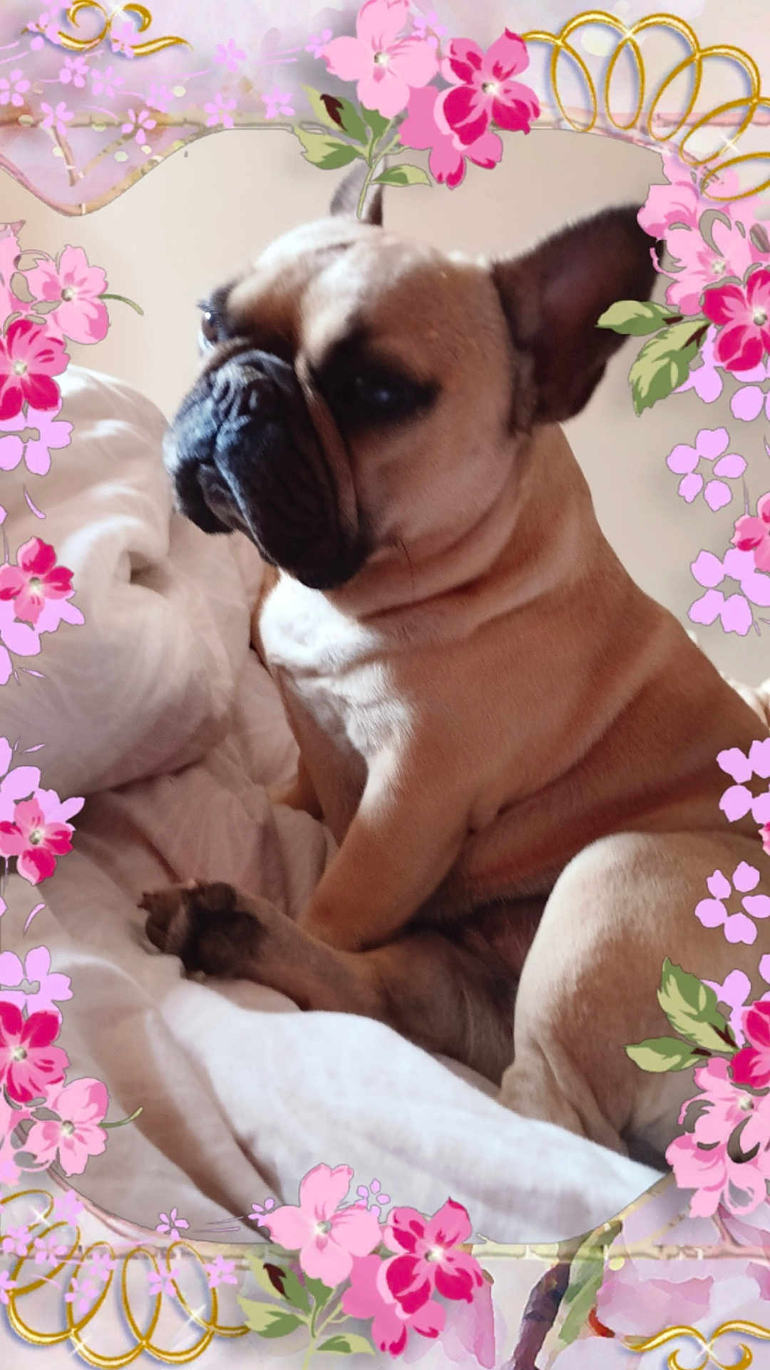 Paya a rejoint le concours — aidez-le/la à gagner de superbes lots ! animal, bed, blanket, brown_coat, closeup, cozy, cute, cute_pet, decorative_frame, dog, ears, floral, flower_border, french_bulldog, indoor, pet, portrait, resting, sitting, wrinkled_face