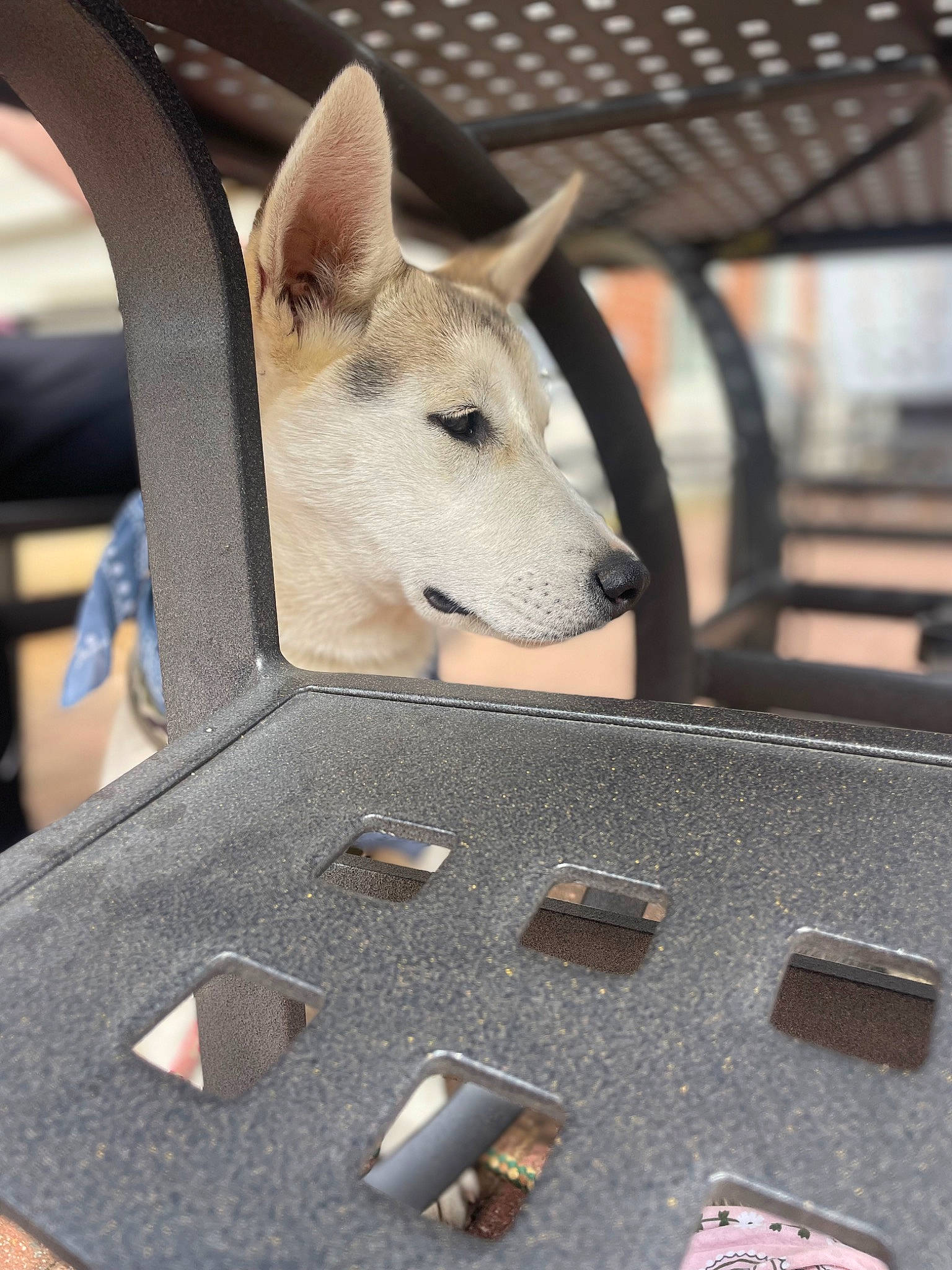 Paris is registered to the contest to win money with this photo: automotive_exterior, bumper, canidae, canis, carnivore, companion_dog, dog, dog_breed, fawn, fur, gadget, metal, non_sporting_group, snout, sporting_group, steel, terrestrial_animal, triangle, wood, working_animal