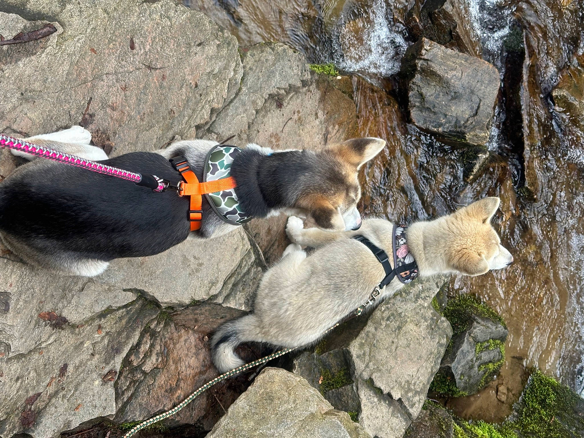 Paris joined the competition — help win amazing prizes! adventure, bedrock, canidae, carnivore, collar, dog, dog_breed, dog_hiking, dog_supply, leash, outcrop, recreation, rock, sporting_group, tail