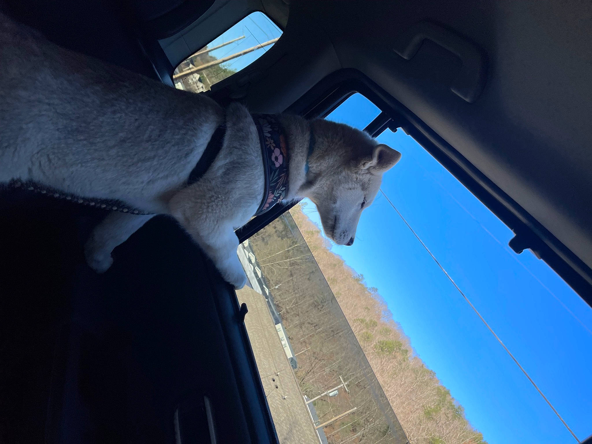 Mochi is registered to the contest to win money with this photo: auto_part, automotive_exterior, automotive_window_part, building, car, carnivore, dog, dog_breed, electric_blue, family_car, luxury_vehicle, sky, snout, sporting_group, tail, tints_and_shades, vehicle, vehicle_door, window, windshield