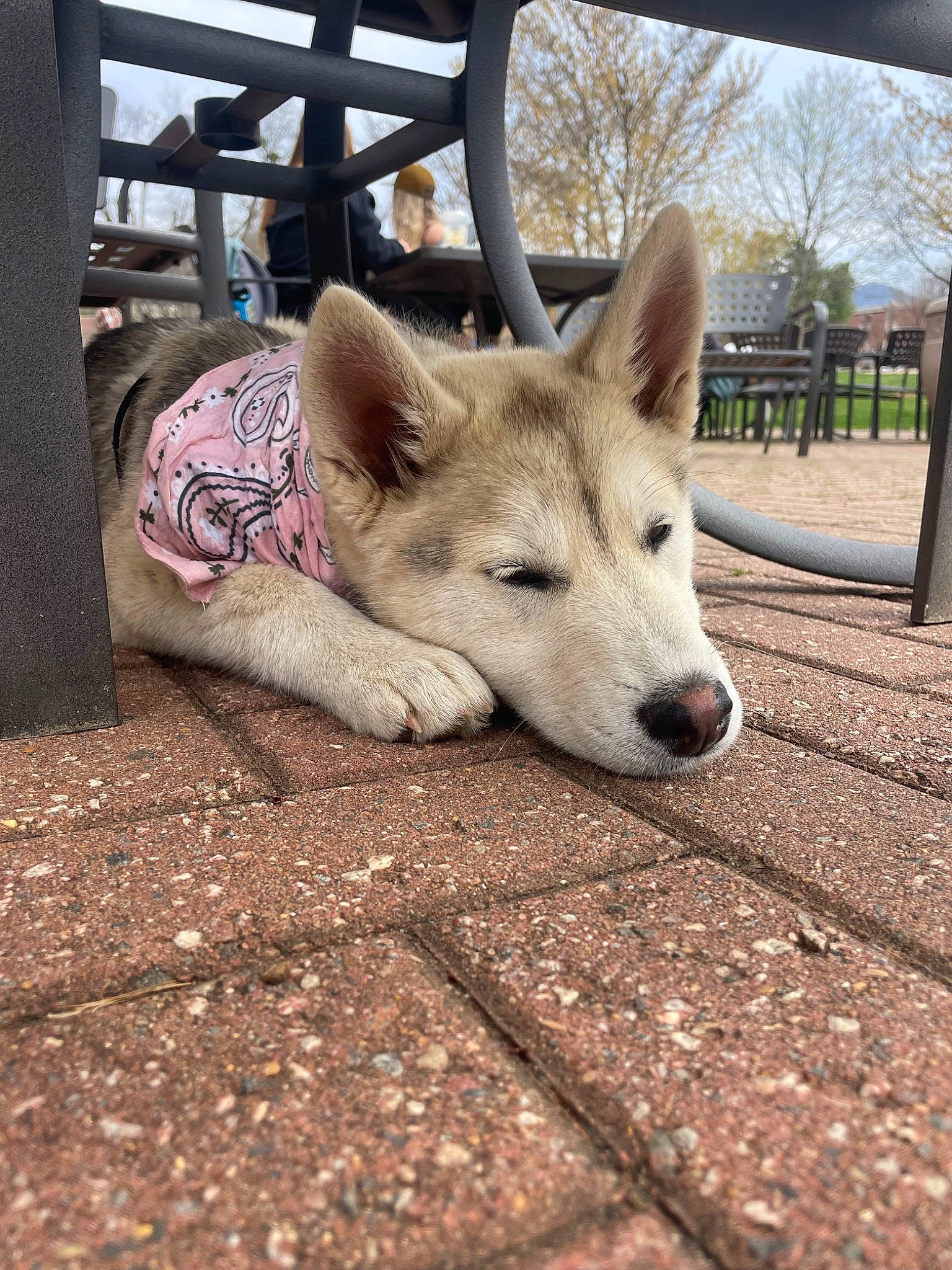 Mochi is registered to the contest to win money with this photo: canidae, canis, carnivore, companion_dog, dog, dog_breed, fawn, fur, grass, herding_dog, plant, sky, sled_dog, snout, sporting_group, tail, terrestrial_animal, tree, wood, working_animal